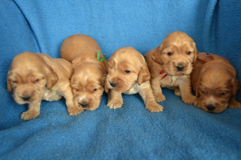 8 Reno, Rey, Roky, Rita, Ron.JPG